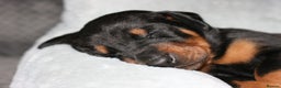 Dobermann dogs for sale: Evalesco Dobermanns - Advert 12
