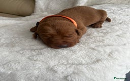 Labrador Retriever dogs for sale: KC Registered Fox Red Labrador puppies - Image 8