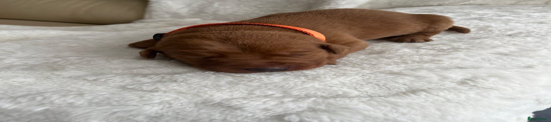 Labrador Retriever Puppy 1