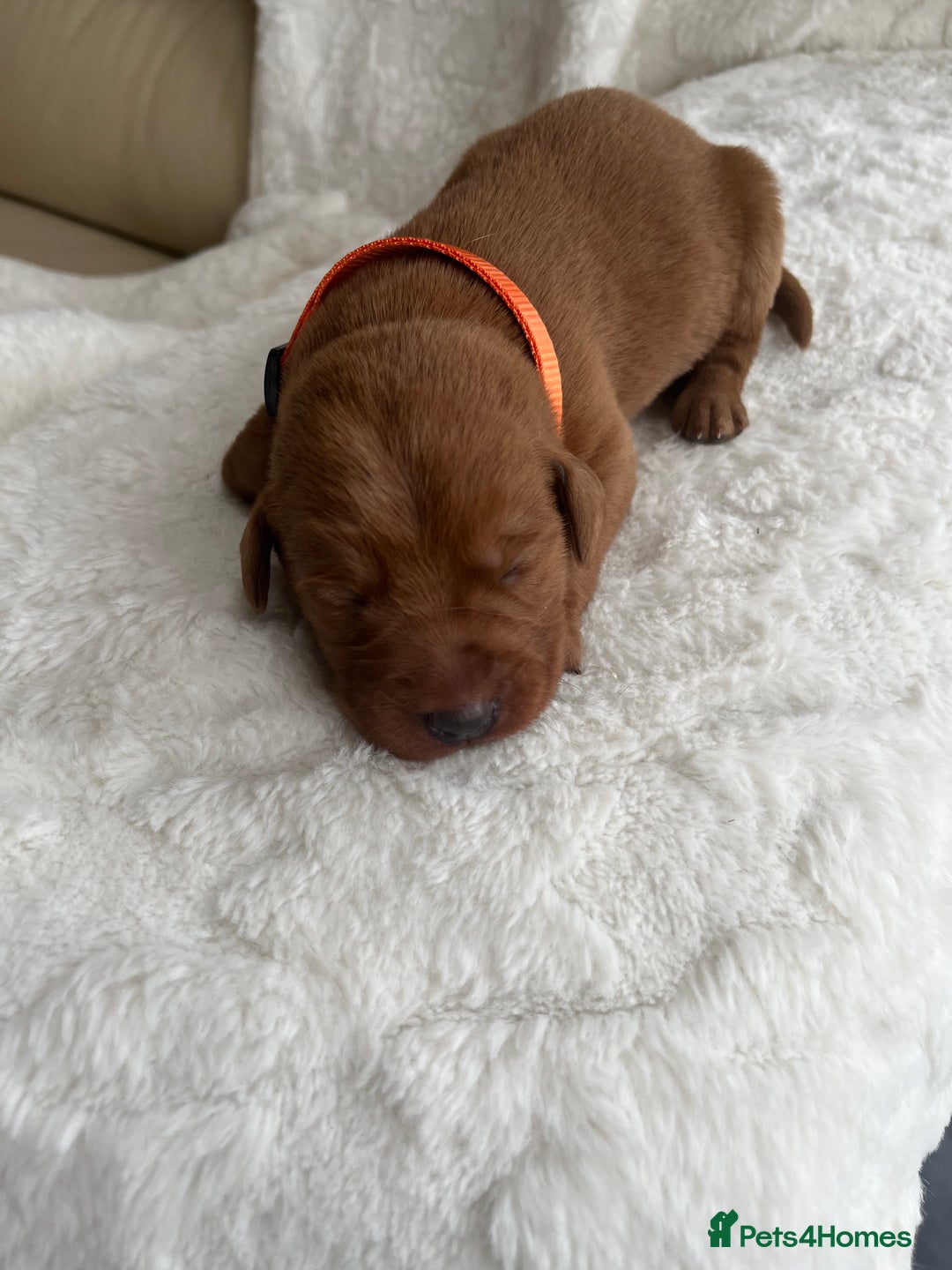 Labrador Retriever dogs for sale: KC Registered Fox Red Labrador puppies - Image 8