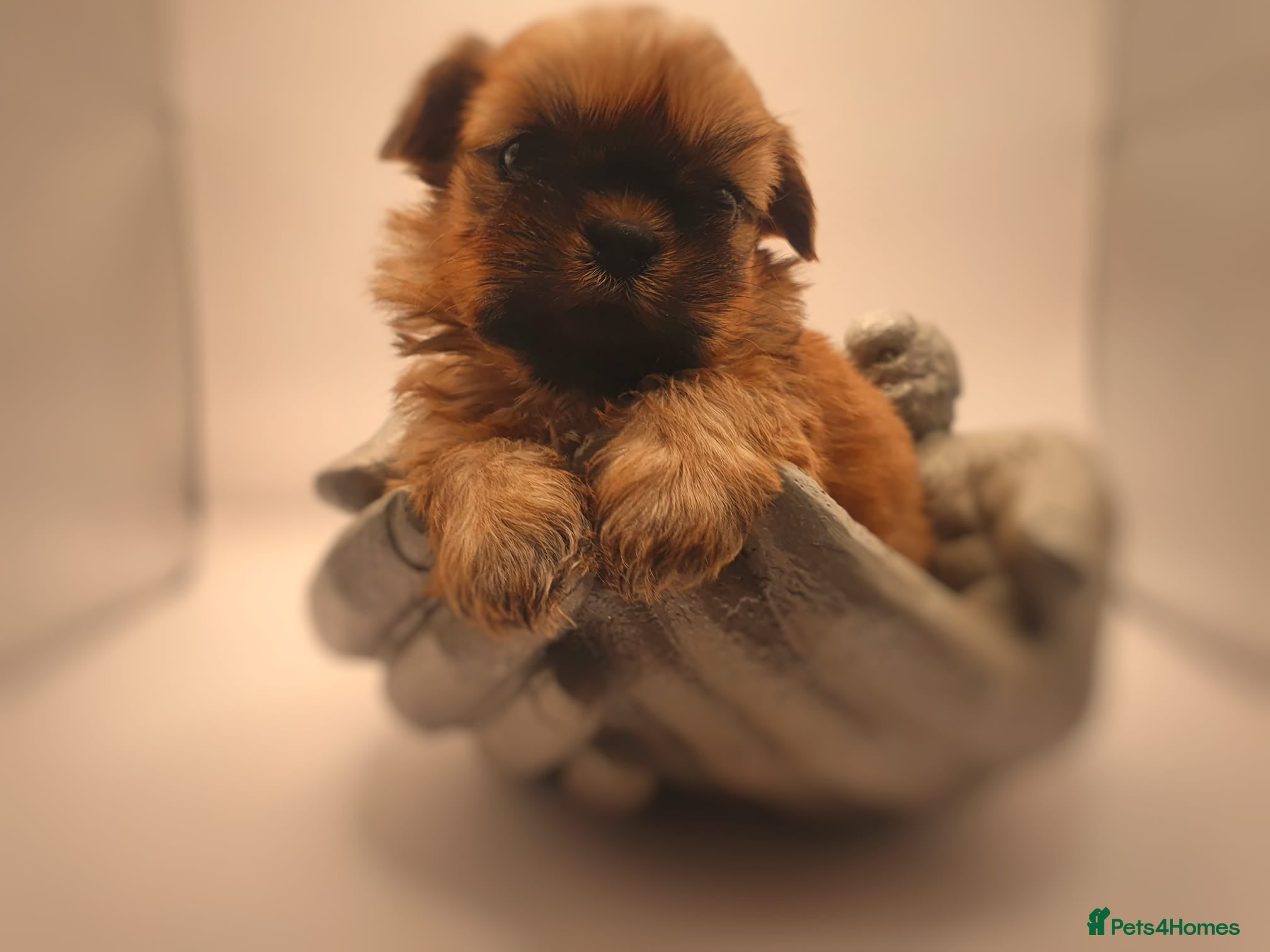 Shih Tzu dogs  💞 QUALITY STANDARD SHIH TZU COMING SOON💕 - Advert 5