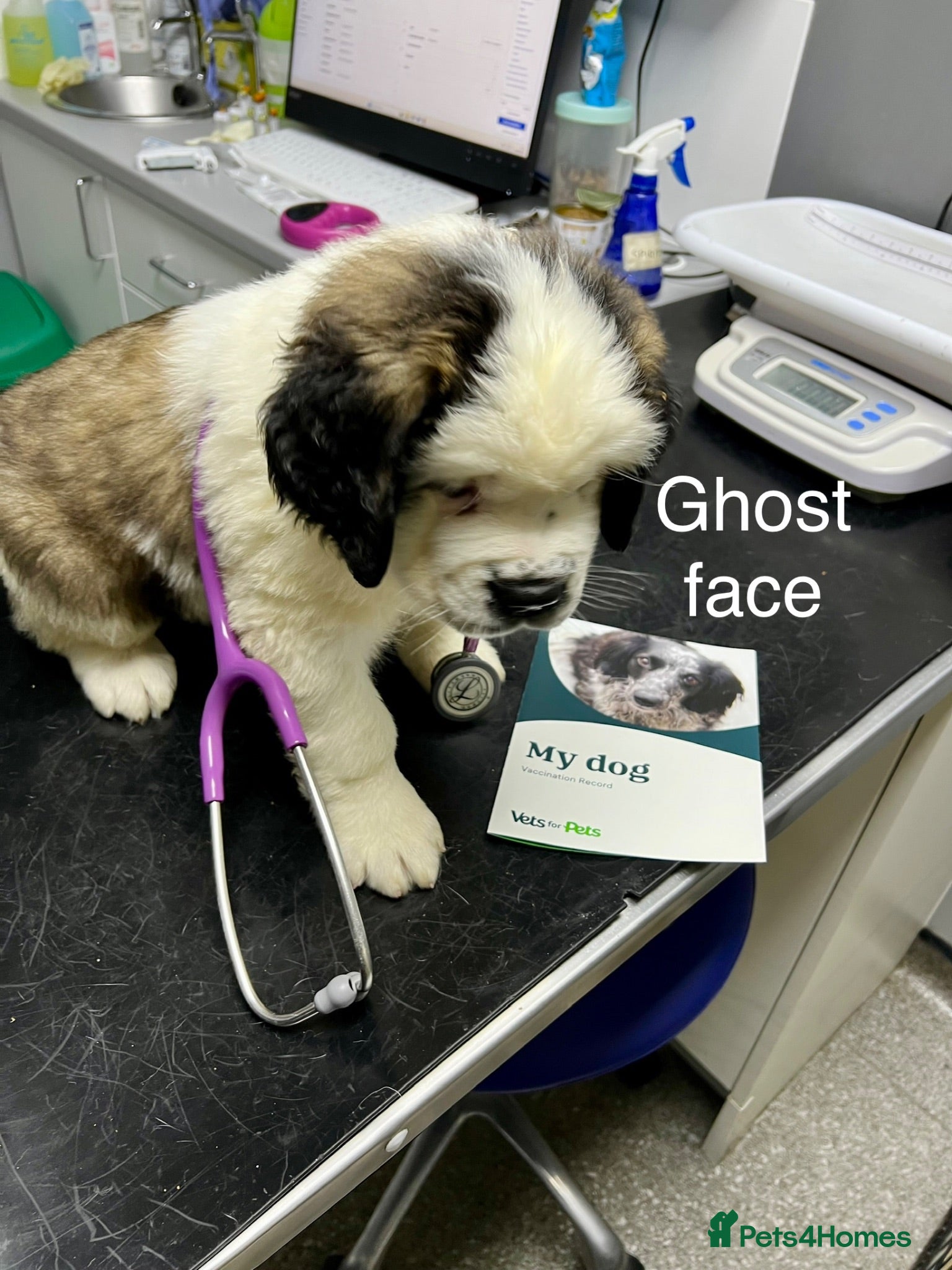 Saint Bernard dogs KC registered Show Quality Puppies - Advert 2