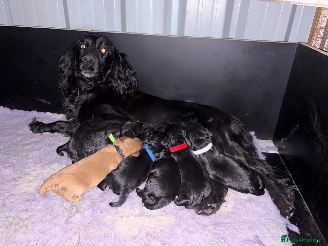 Cocker Spaniel dogs for sale: Working cocker spaniel puppy’s  - Advert 12