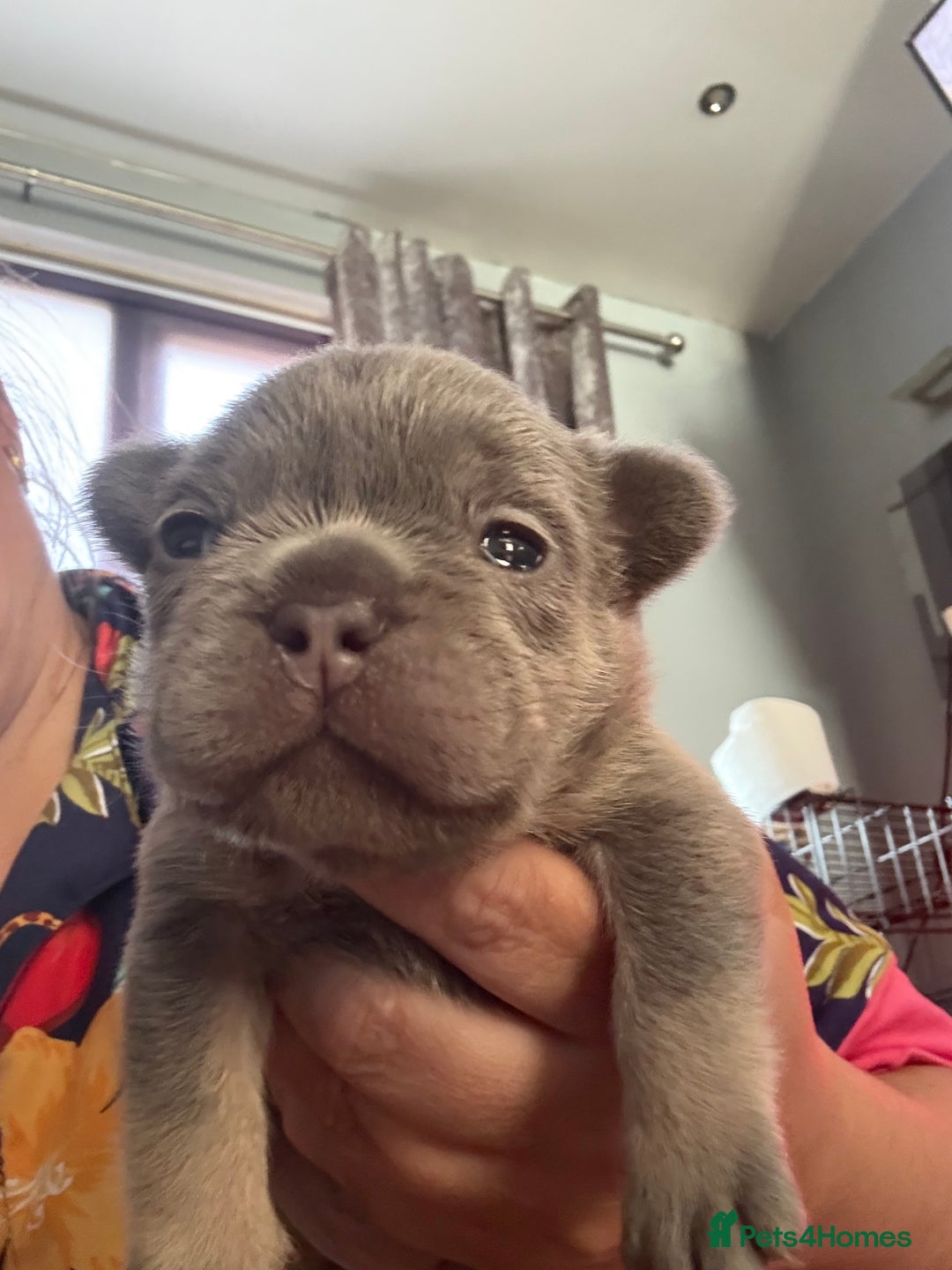 French Bulldog dogs for sale: French bulldog pup - Image 3