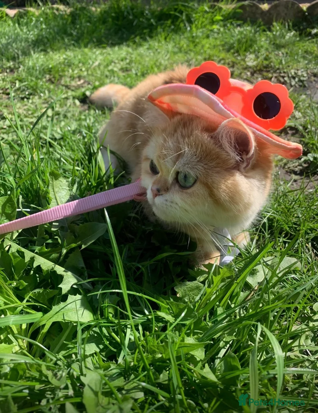 British Shorthair cats for sale: GCCFreg shampion parents  BSH  golden chinchilla   - Advert 18