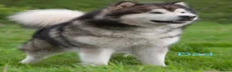 Alaskan Malamute dogs for sale: Pedigree Alaskan Malamute puppies  - Advert 6