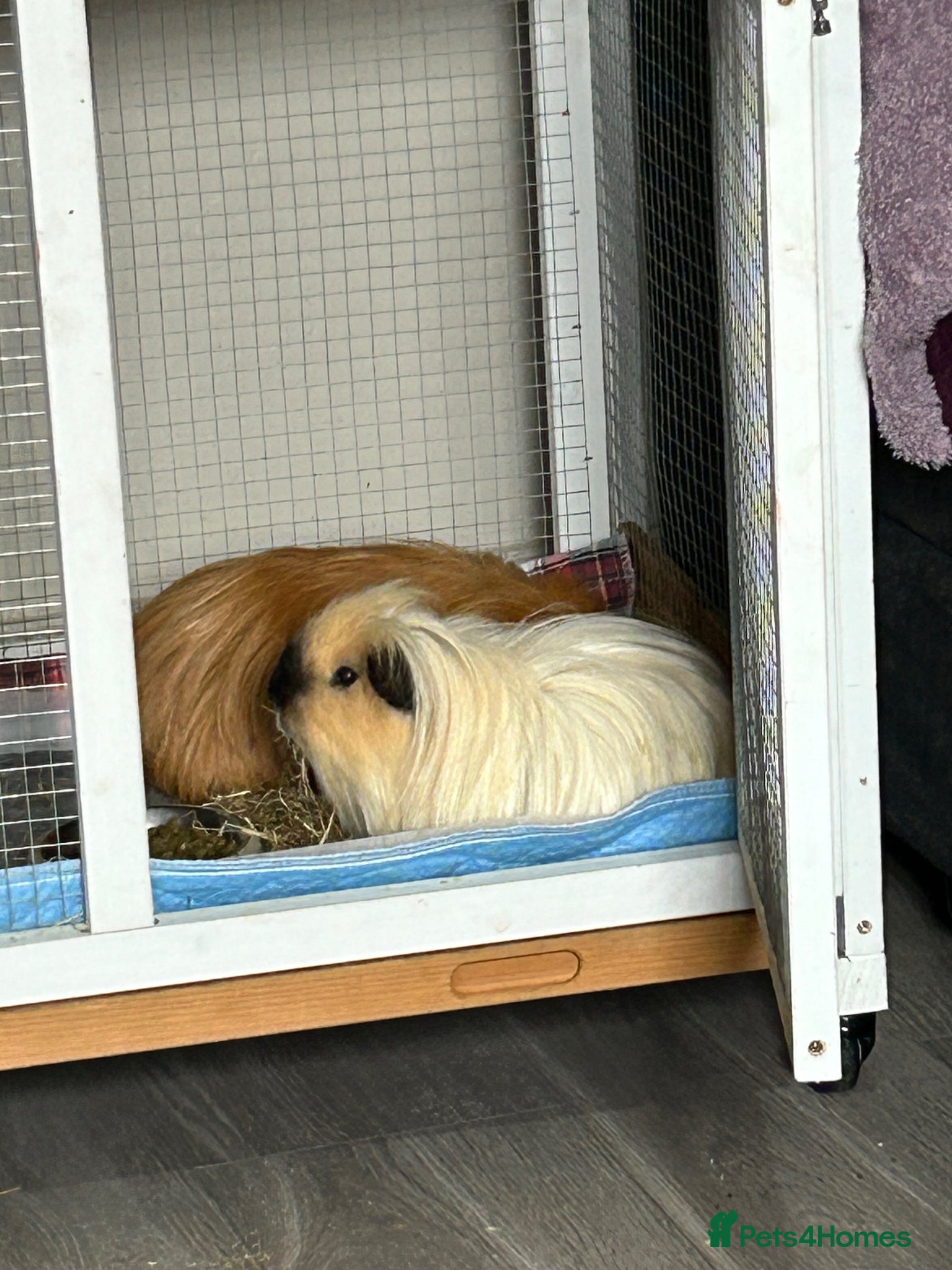 Guinea Pig rodents 2 male guinea pigs - Advert 1