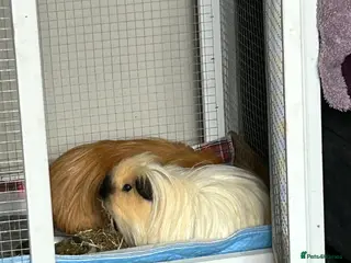 Guinea Pig rodents 2 male guinea pigs - Advert 2
