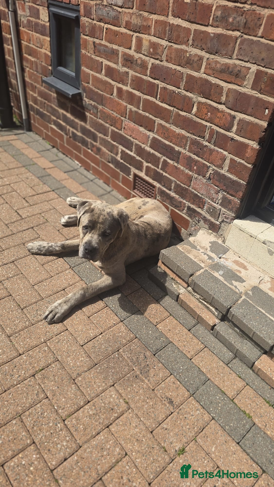Cane Corso dogs for sale: Beautiful cane corso Male - Advert 3