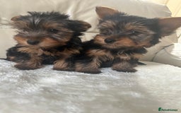 Yorkshire Terrier dogs for sale: Miniature full breed Yorkshire terriers  - Image 4