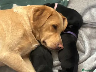 Labrador Retriever dogs Pedigree & KC registered black Labrador puppies - Advert 17