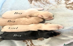 Miniature Dachshund dogs for sale: CREAM MINIATURE DACHSHUNDS💛 - Image 6