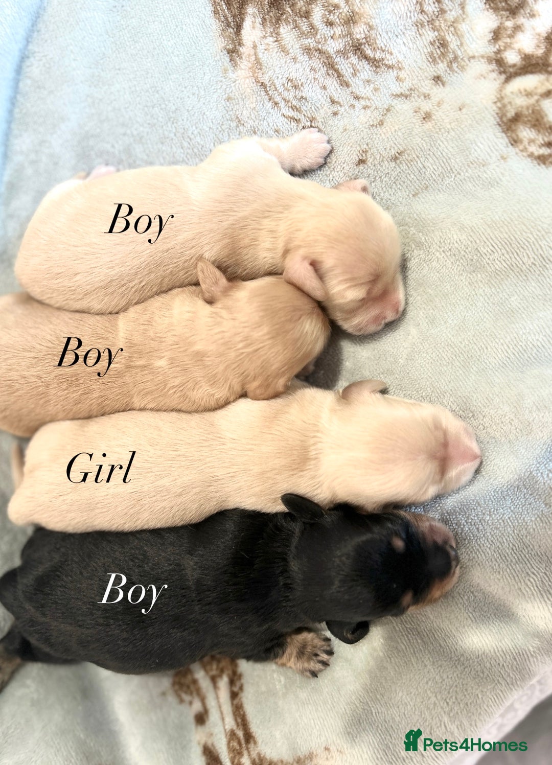 Miniature Dachshund dogs for sale: CREAM MINIATURE DACHSHUNDS💛 - Image 6