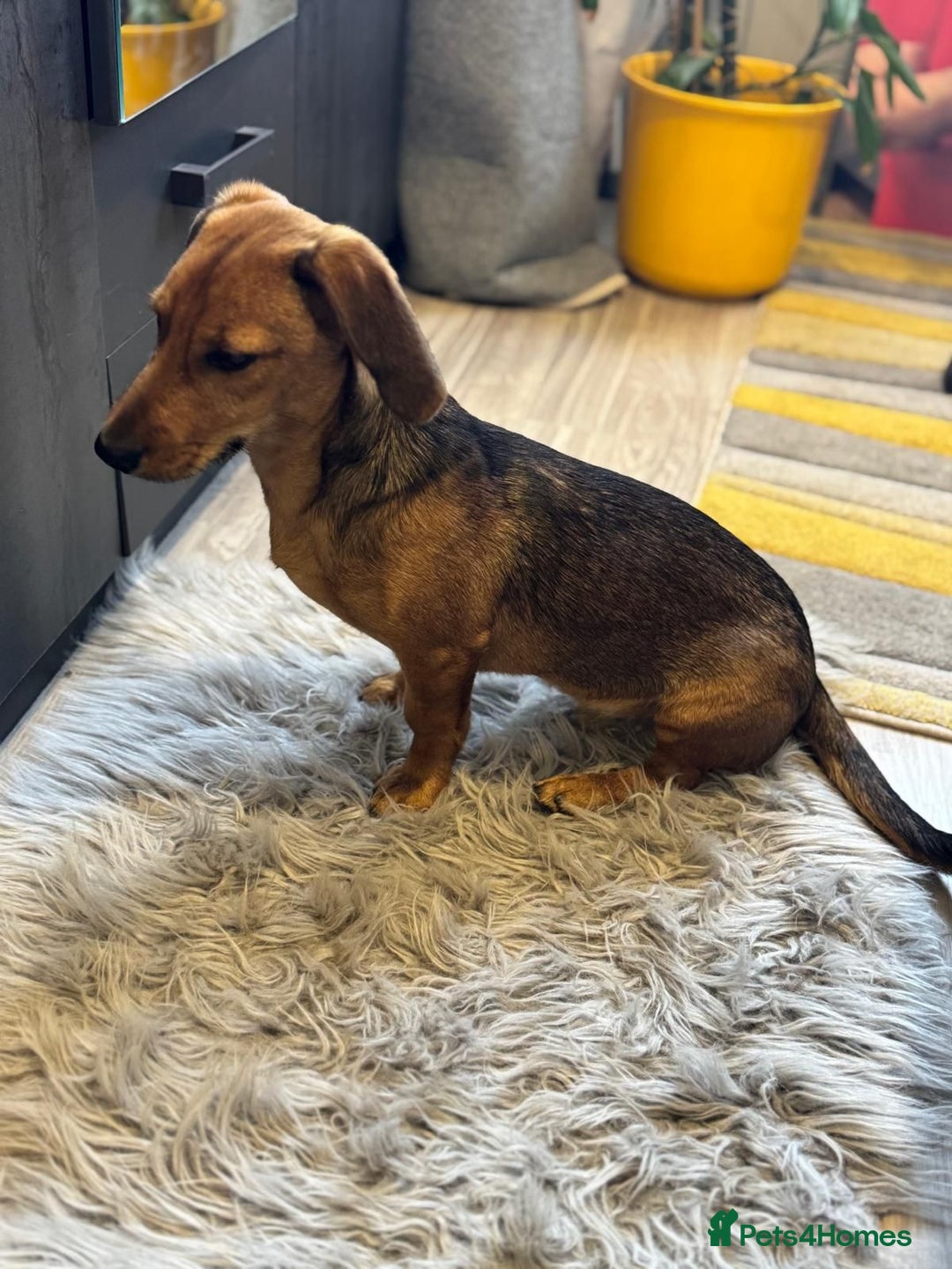 Mixed Breed dogs for adoption: Cutie pie Alex ready for his home - Advert 6