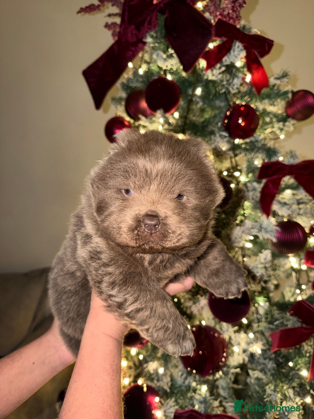 Chow Chow dogs for sale: Lilac Merle and lilac chow chow puppies for sale  - Advert 6