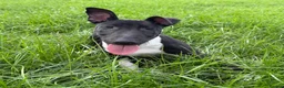 English Bull Terrier dogs for sale: English Bull Terrier  - Advert 10