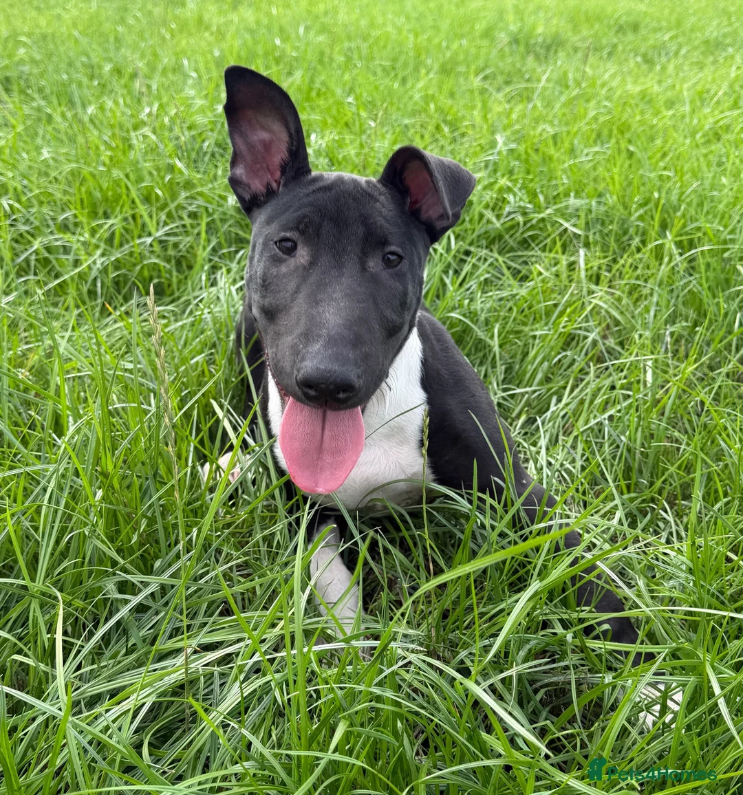 English Bull Terrier dogs for sale: English Bull Terrier  - Advert 10