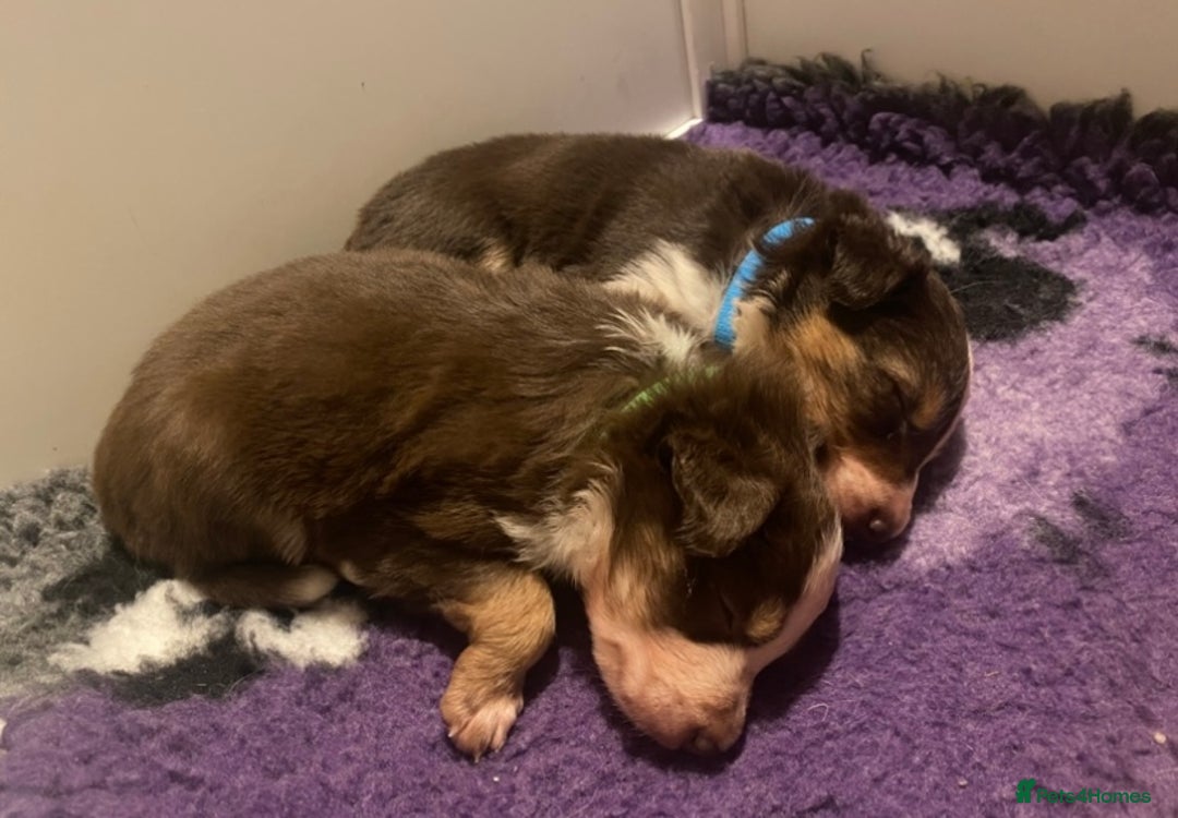 Border Collie dogs for sale: 1 Red/Brown Tri BorderCollie Boy: rough coat - Advert 16