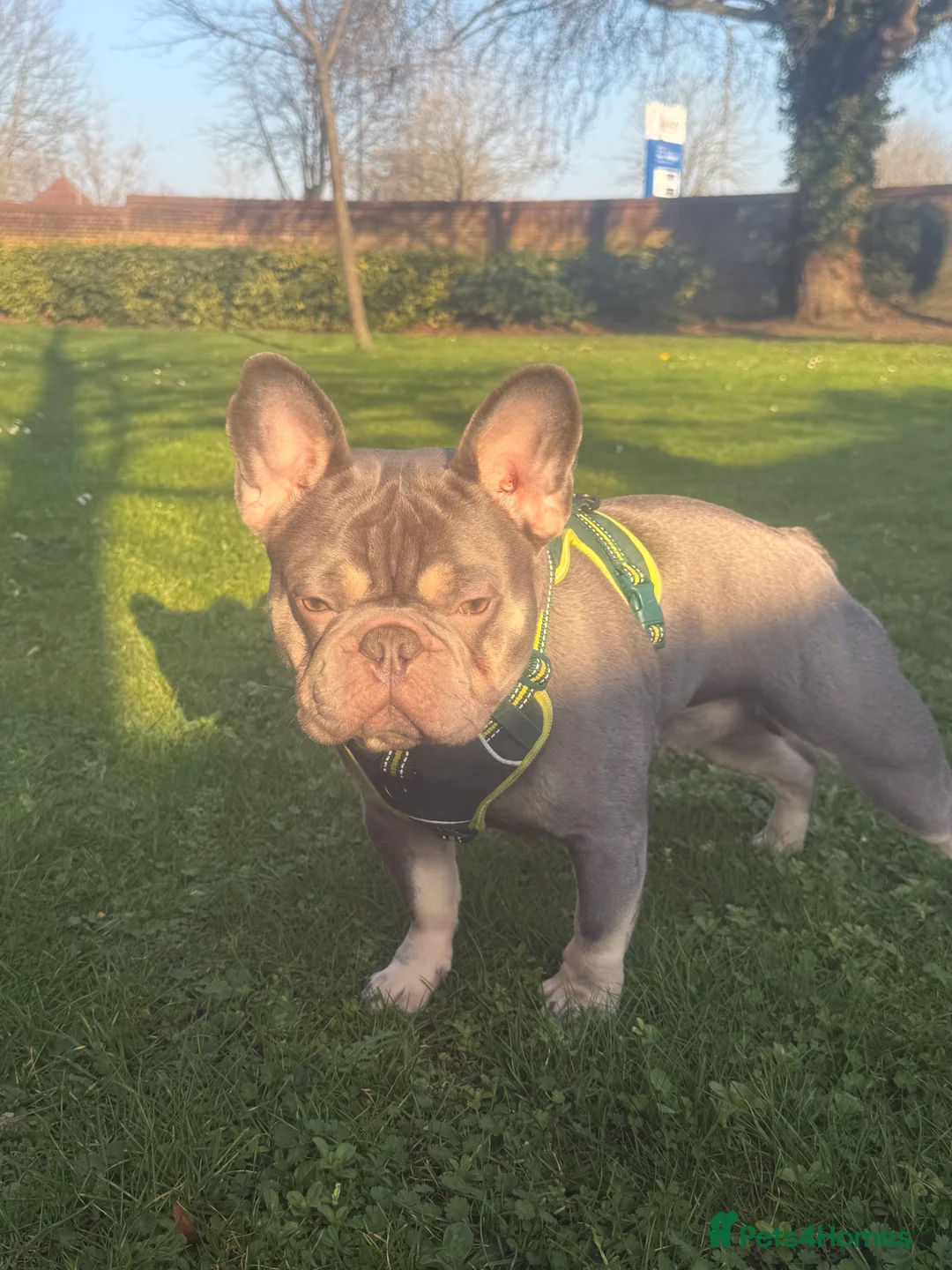French Bulldog dogs for stud: Freddie the frenchie  - Advert 2