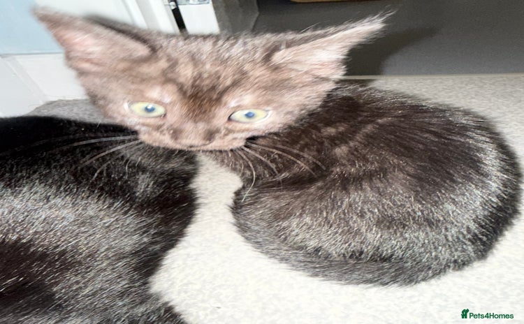 Domestic Shorthair cats - Advert 15