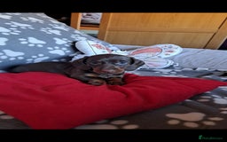 Dachshund dogs for sale: Beautiful Dachshund Puppies - Advert 18