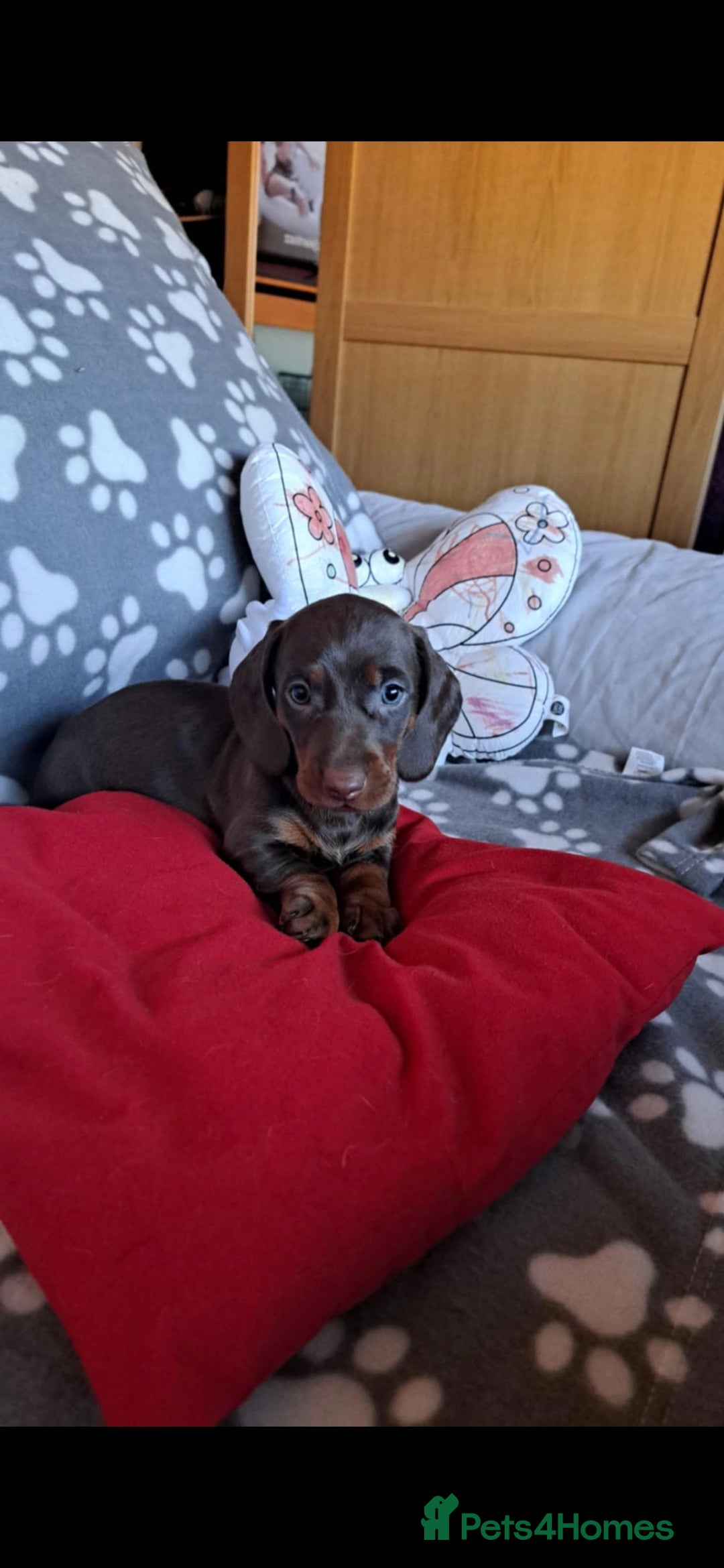 Dachshund dogs for sale: Beautiful Dachshund Puppies - Advert 18