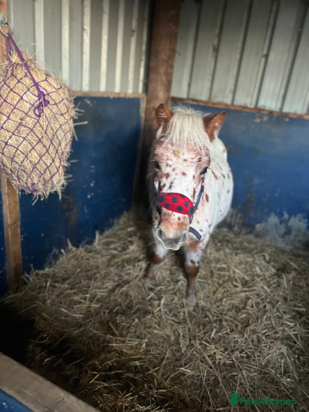 Shetland pony horses for sale: Shetland pony for sale - Image 5