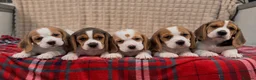 Beagle dogs for sale: BEAUTIFUL (SHOW TYPE) BEAGLE PUPPIES READY NOW - Advert 2