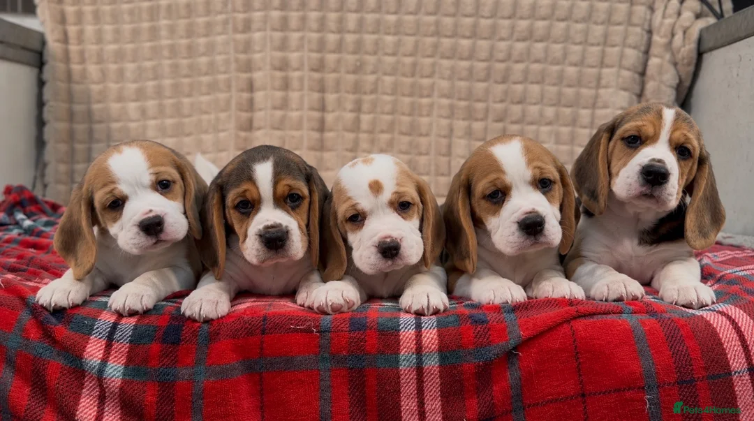 Beagle dogs for sale: BEAUTIFUL (SHOW TYPE) BEAGLE PUPPIES READY NOW - Advert 2
