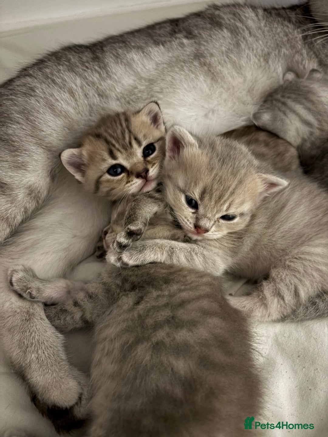 Scottish Fold cats for sale: Scottish fold kittens for sale - Advert 9