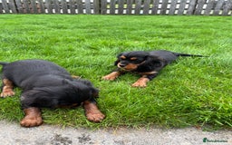 Cavalier King Charles Spaniel dogs for sale: ⭐️ fully Health tested KC reg cavalier puppies  - Image 12