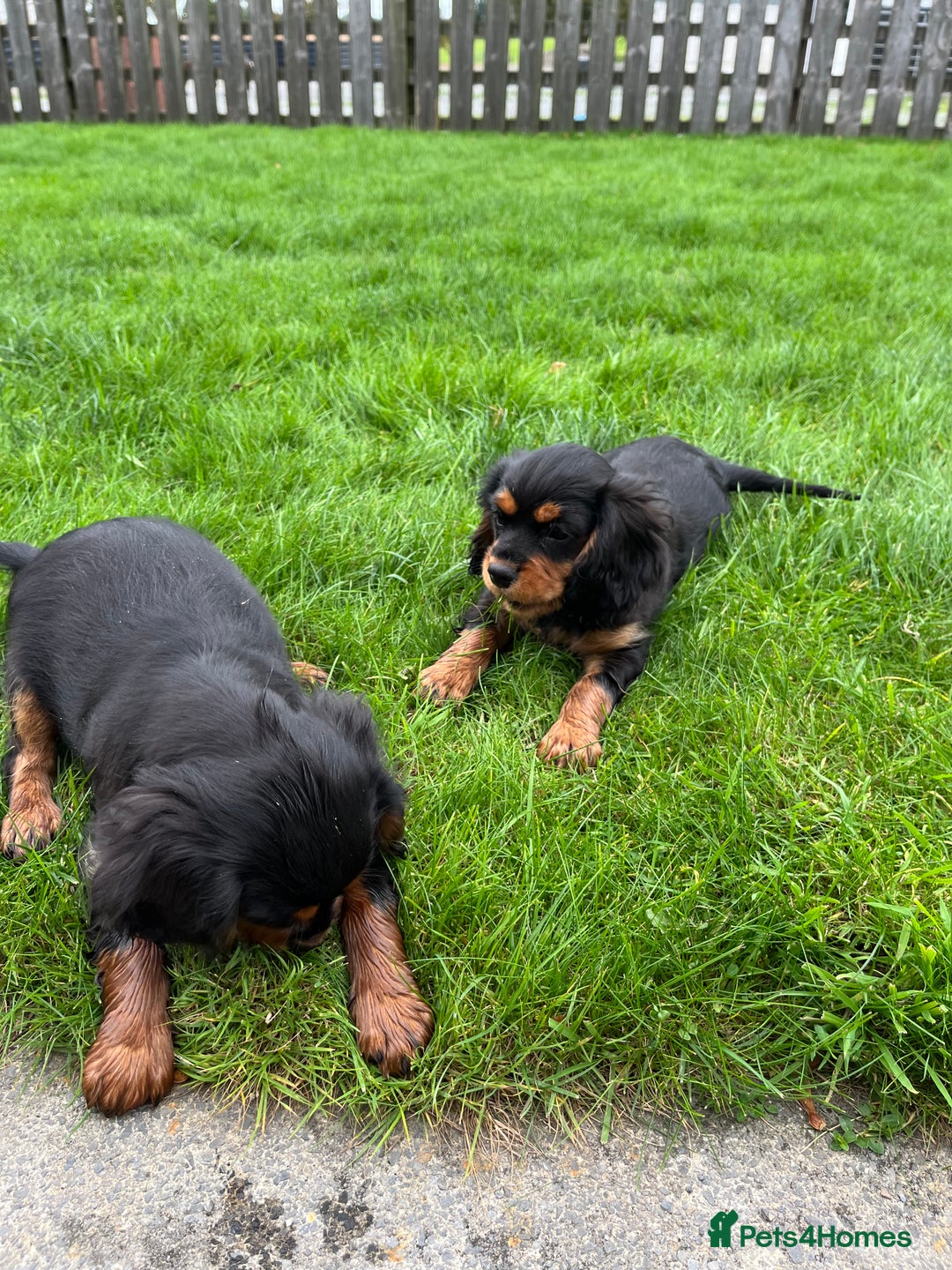Cavalier King Charles Spaniel dogs for sale: ⭐️ fully Health tested KC reg cavalier puppies  - Image 12