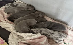 French Bulldog dogs for sale: Stunning litter of French bulldog puppies  - Image 11
