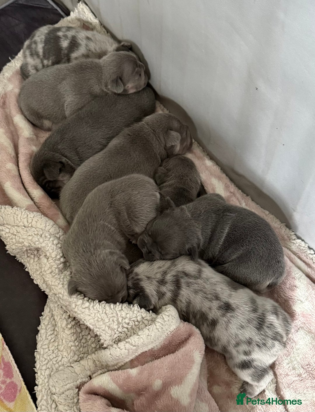 French Bulldog dogs for sale: Stunning litter of French bulldog puppies  - Image 11