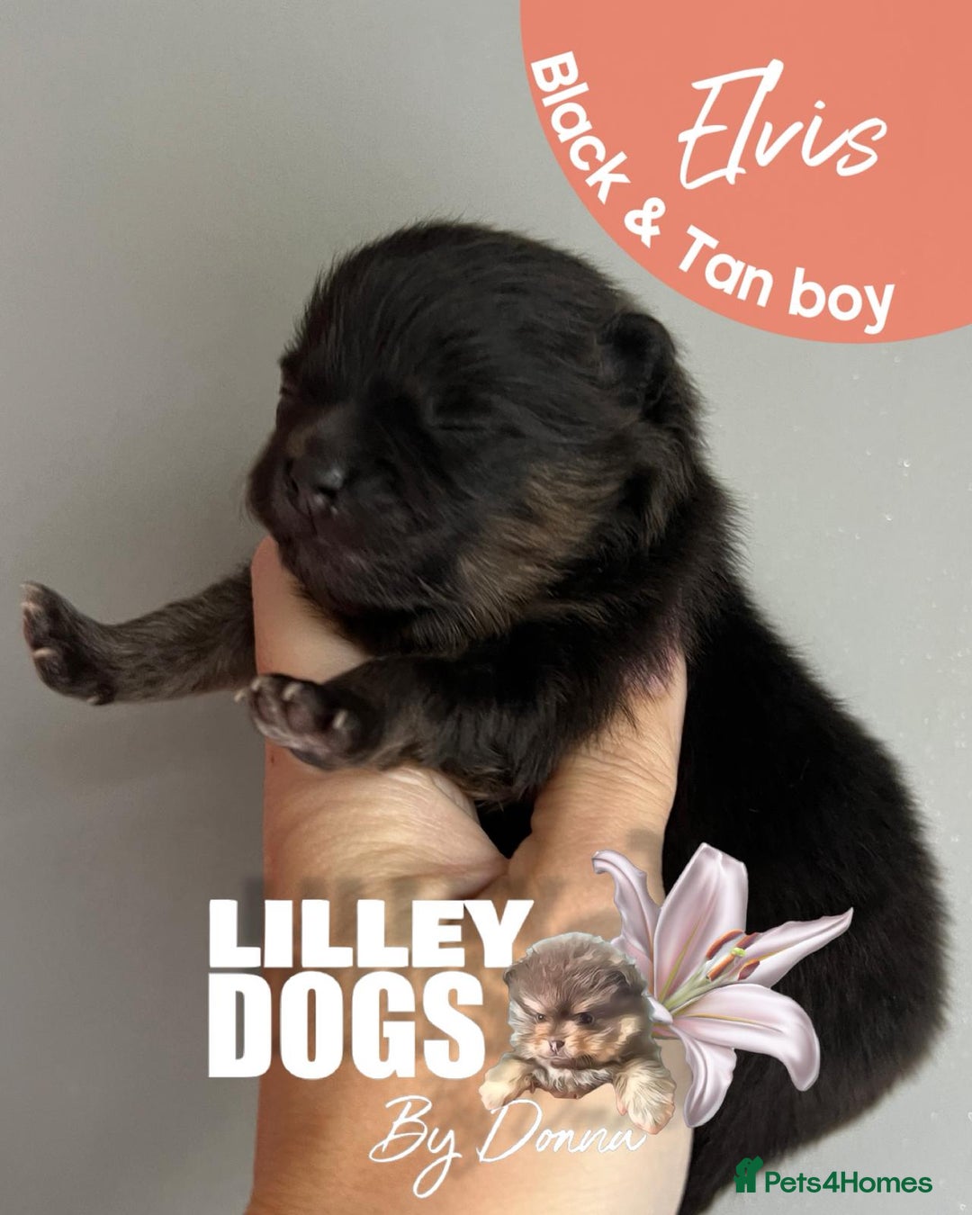 Pomeranian dogs for sale: Quality Pomeranian puppies - Advert 5