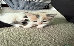 Mixed Breed cats for sale: 6 gorgeous kittens ready 14.09. 4 males, 2 females - Image 13