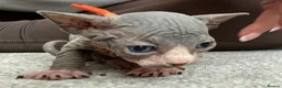Sphynx cats for sale: Just 2 gorgeous boys left now - Advert 22