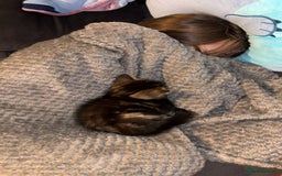 Domestic Shorthair cats for sale: 2 male kittens for sale.  - Image 5