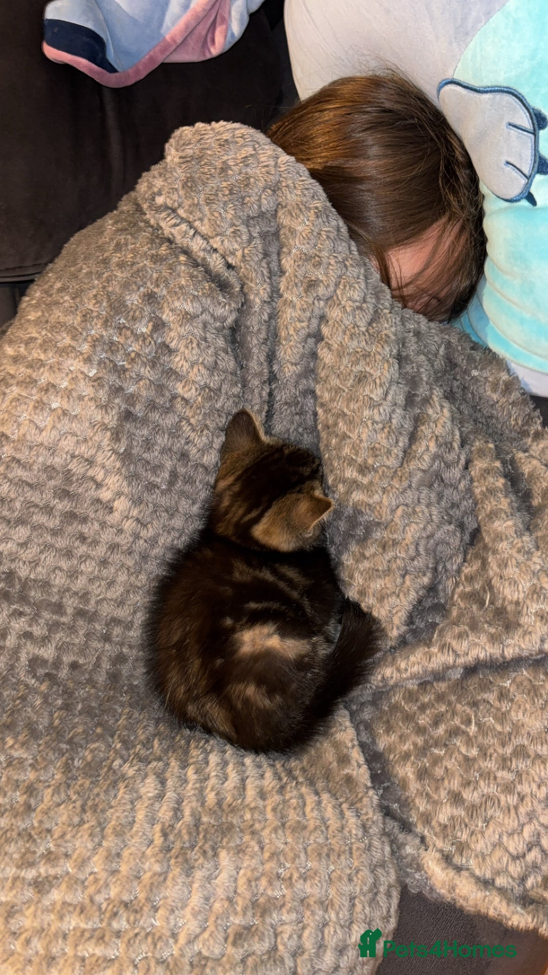 Domestic Shorthair cats for sale: 2 male kittens for sale.  - Image 5