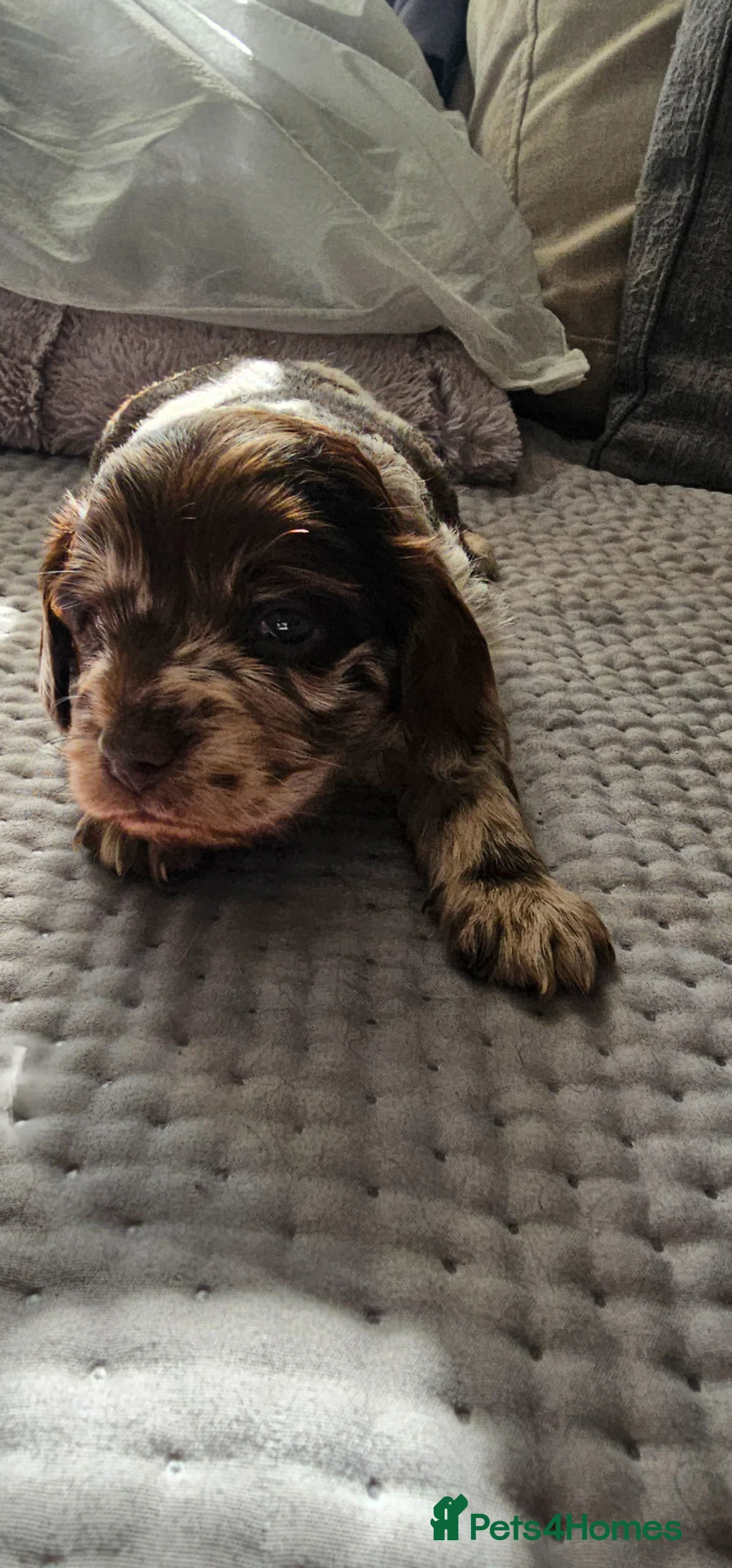 Cockapoo dogs for sale: Beautiful Miniature merle cockapoos - Advert 13