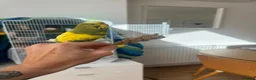 Budgerigars birds for sale: Friendly boy pair budgies with full setup! - Advert 3