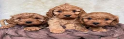 Cavapoo dogs for sale: DNA tested F1 Cavapoo puppies - Advert 3