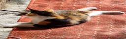Mixed Breed cats for sale: Beautiful Playful Kittens Looking for Loving Homes in Crewkerne - Advert 8