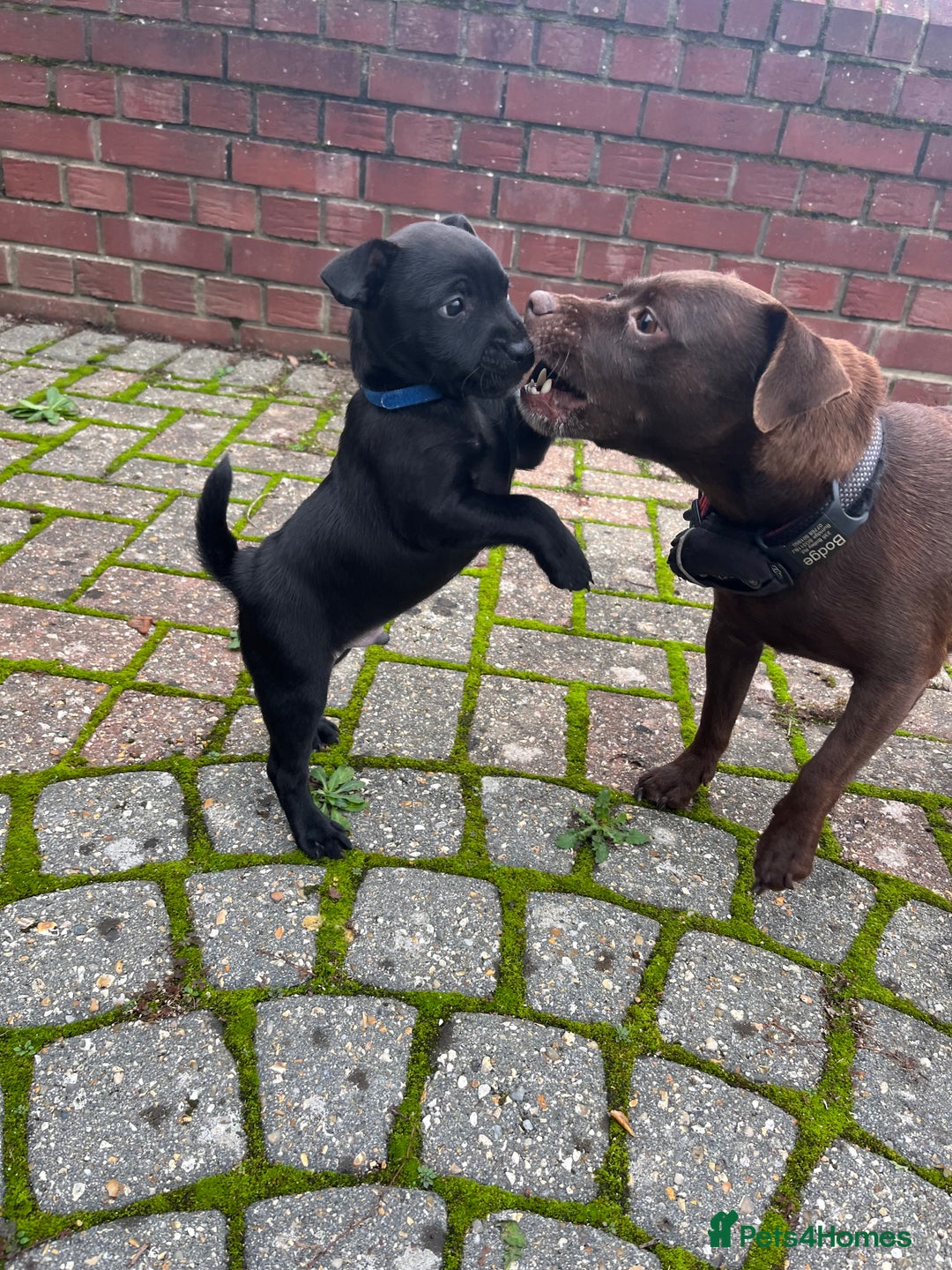 Patterdale Terrier dogs for sale: Patterdale puppy (male) for sale - Advert 5