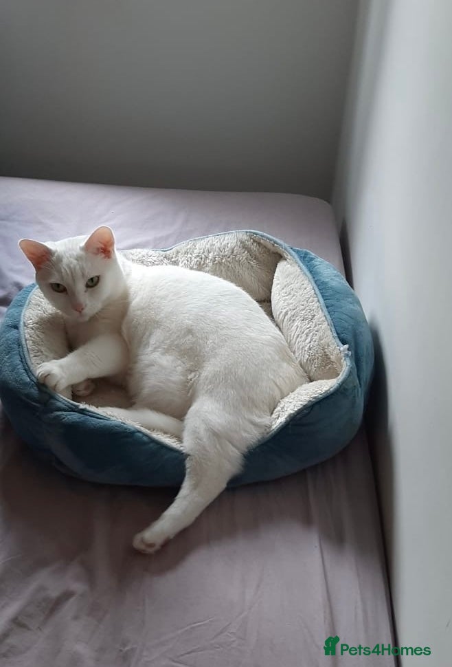 Mixed Breed cats Urgent: 6 yr old Button needs new home ASAP - Advert 13