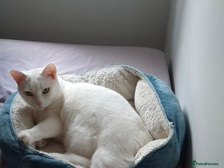 Mixed Breed cats Urgent: 6 yr old Button needs new home ASAP - Advert 6