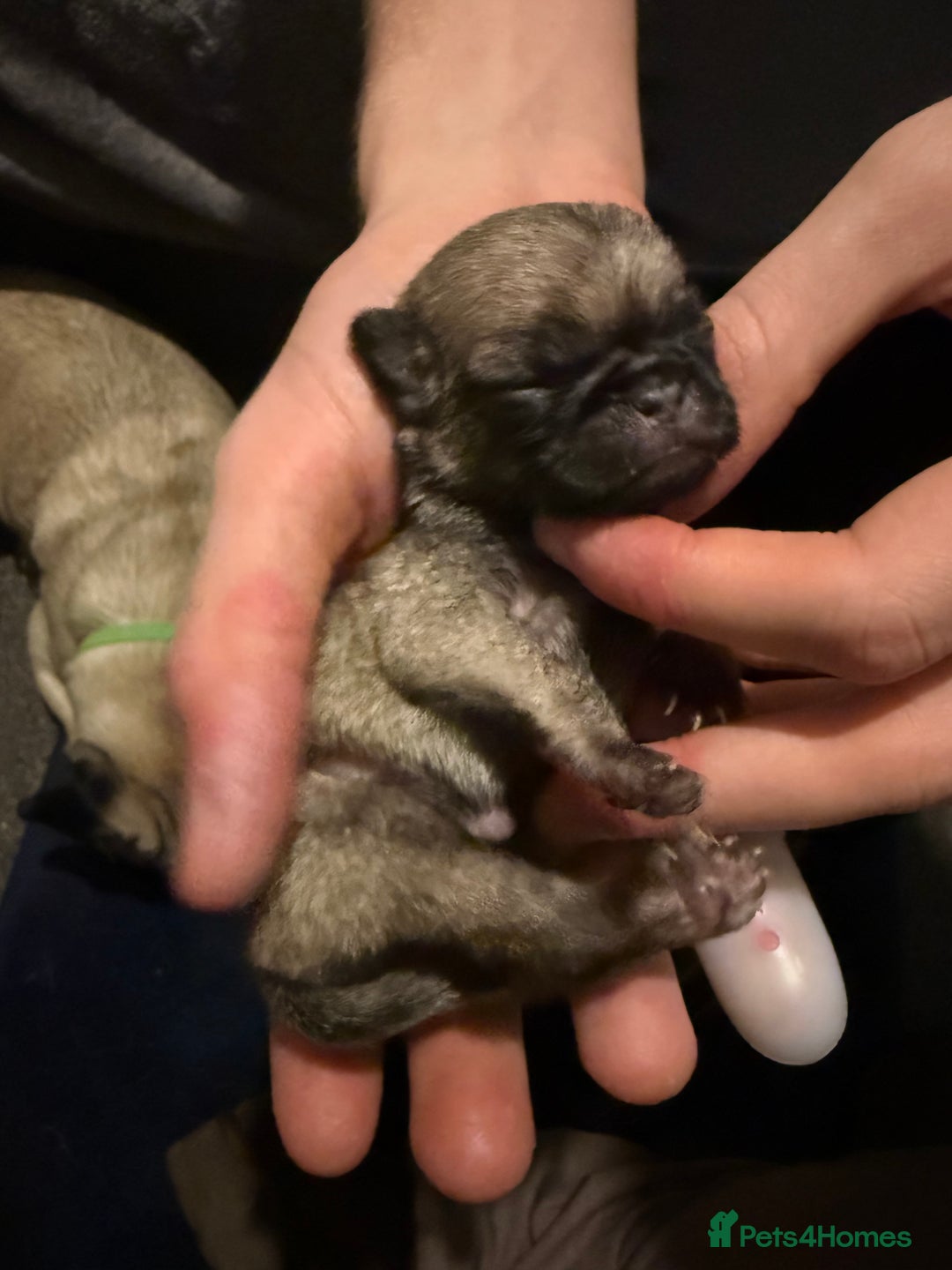 Pug dogs for sale: Pug Puppies for sale  - Image 9