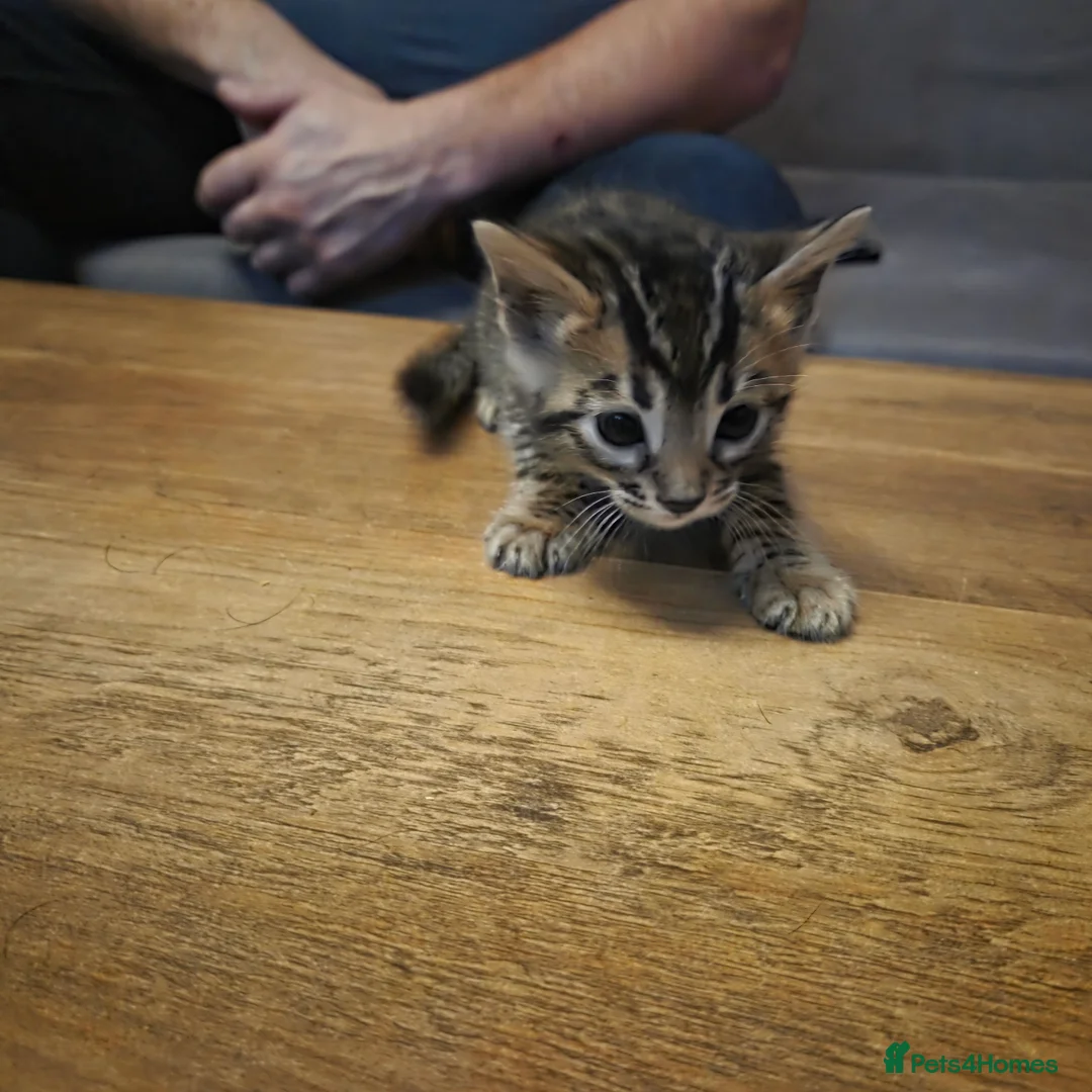 Bengal cats for sale: 4 Pure Bengal Kittens  - Advert 4