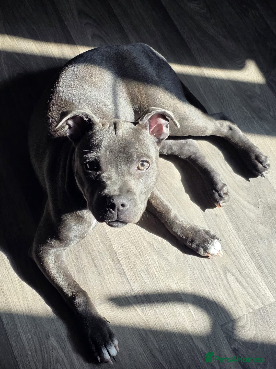 Staffordshire Bull Terrier dogs for sale: LUNA THE STAFFORDSHIRE BULL TERRIER  - Advert 8