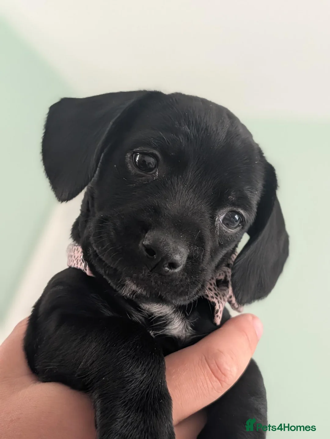 Springador dogs for sale: Springador puppy for sale - Advert 2